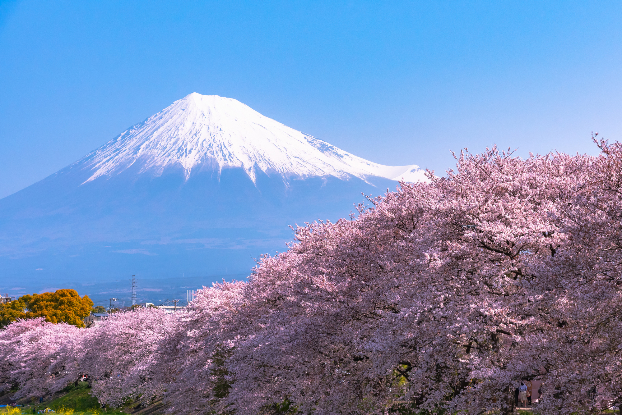 Mount Fuji ( Mt. Fuji ) in springtime cherry blossoms season